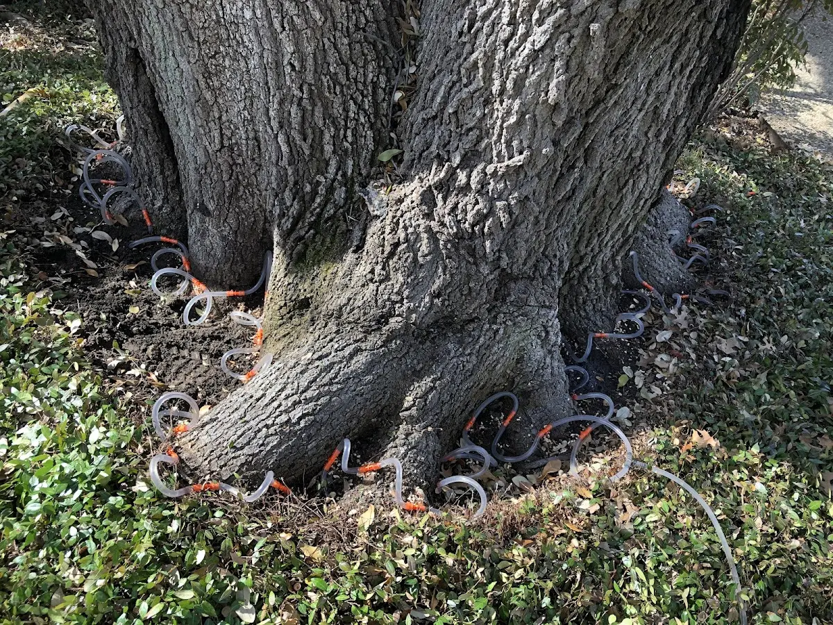Detailed Tree Cabling and Bracing job site in Walston