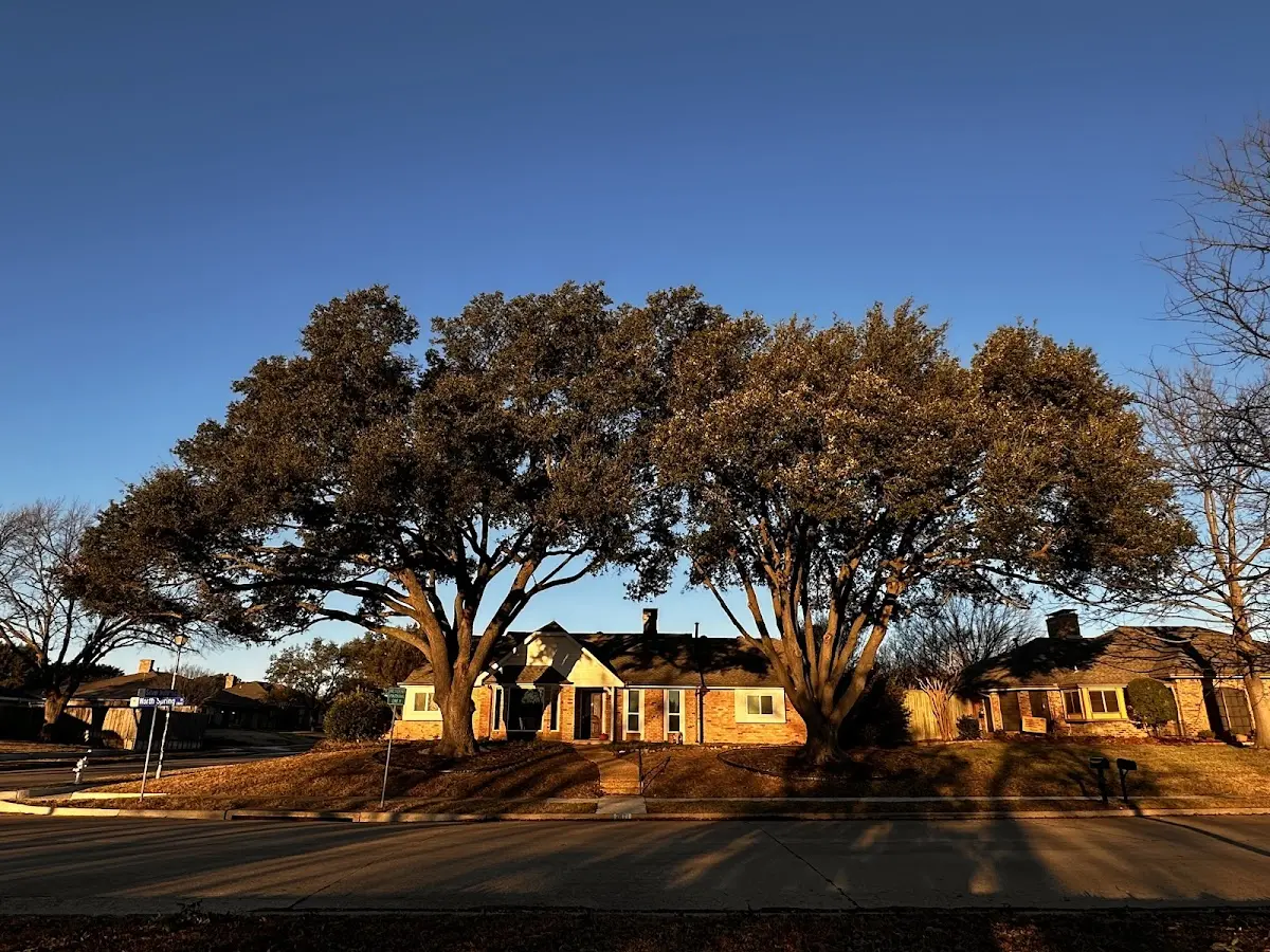 Established residential canopy tree shading a home in Walston